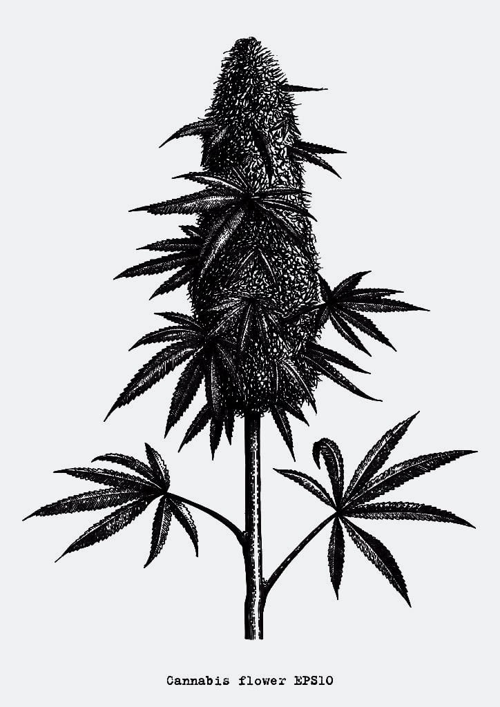 Cannabis Flower