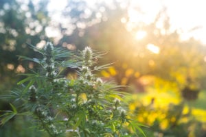 Vermont's Top CBD Hemp