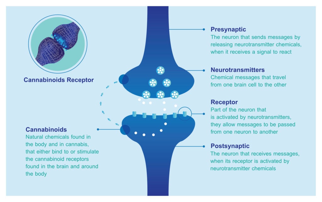 Buy CBG - Endocannabinoid System