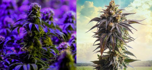 Indoor Versus Sungrown Cannabis Featured