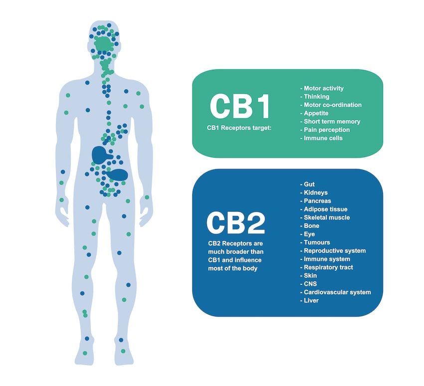 Endocannabinoid System: CBG and CBD