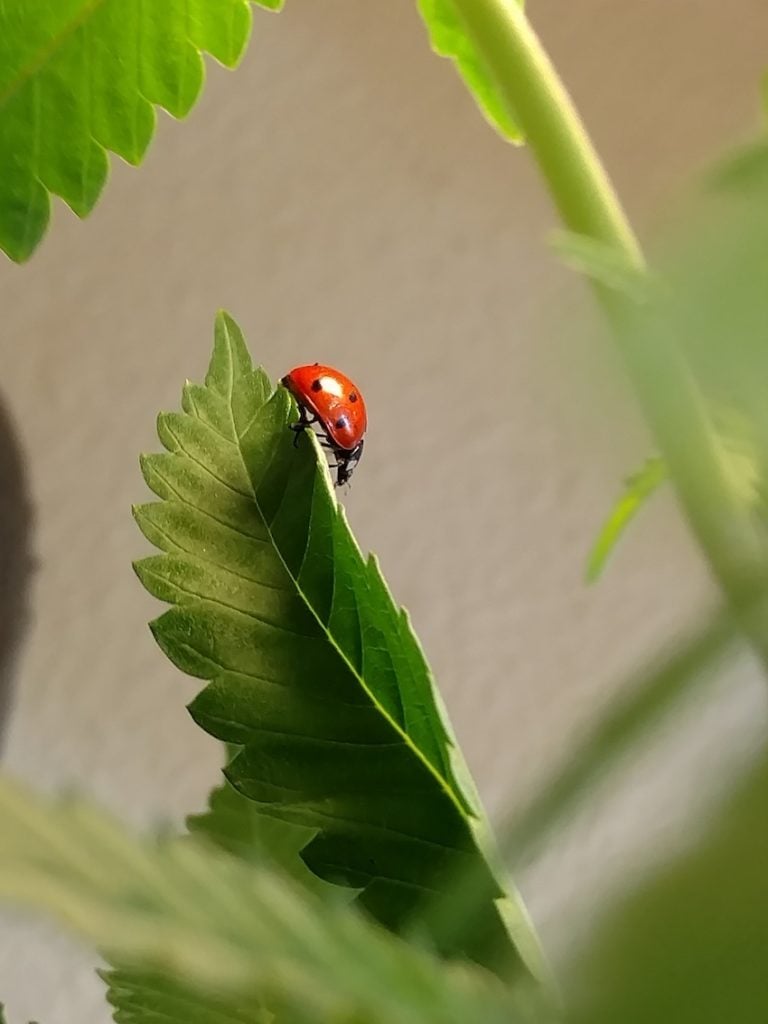 Ladybug pest control organic pesticide cannabis