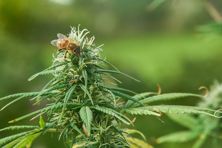 pollinators on organic cannabis