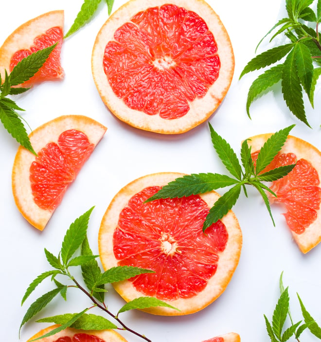 Cannabis Terpenes citrus