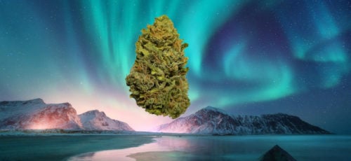 Northern Lights Strain Review Featured