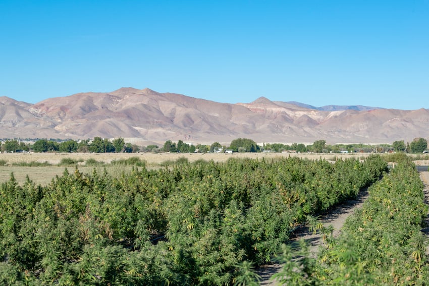 CBD Hemp Legality In Nevada 
landscape
