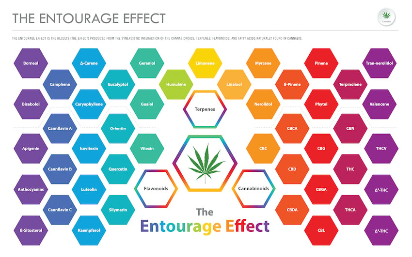 The entourage effect in microdosing weed thc
