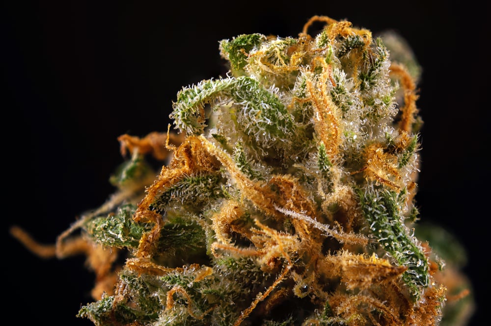 A Stimulating Snoop-Approved Strain — Green Crack Strain Review