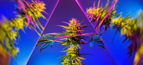 marijuana psychedelic Durban Poison