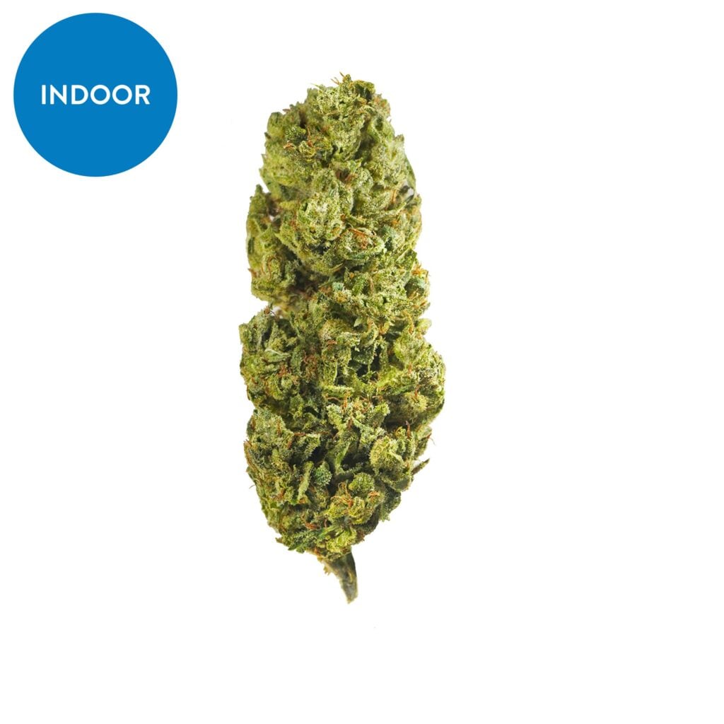 Indoor-Lemon-Drop-Sum-